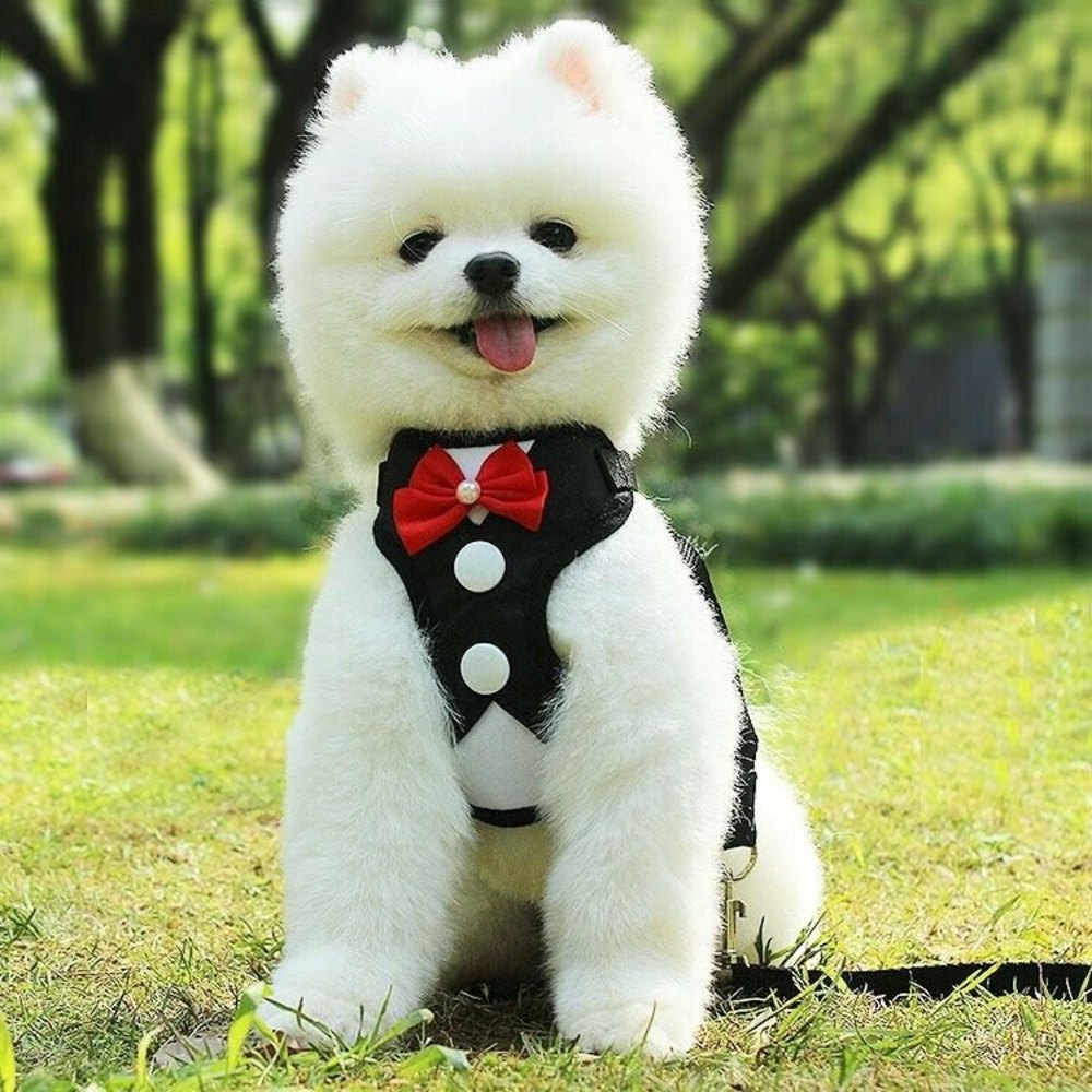Dog Chest harness Black , Red or Blue leash set